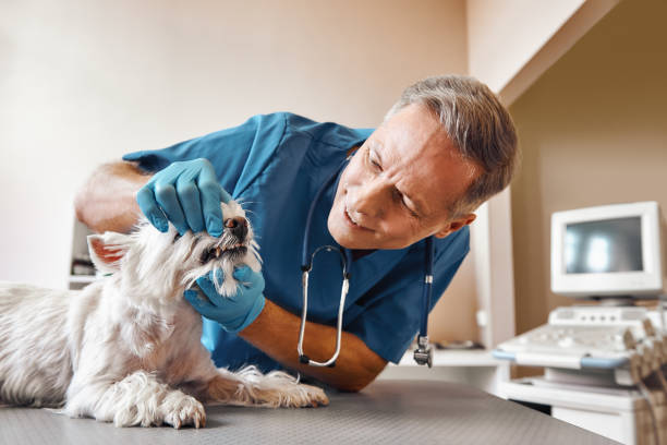 Best Pediatric Emergency Dentist in Chaffee, MO